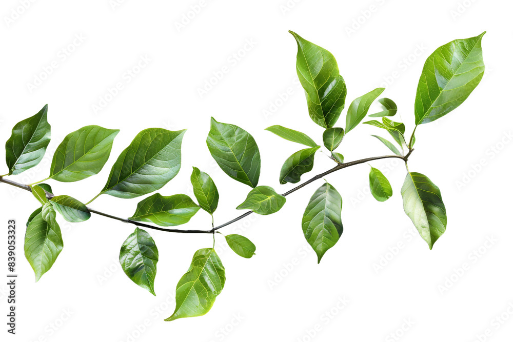 Fototapeta premium Fresh plant isolated on transparent background