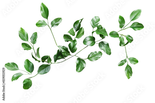 Wallpaper Mural Fresh water plant leaves isolated on transparent background Torontodigital.ca