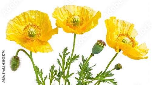 flower Eschscholzia californica isolated on white background shots in macro lens close-up photo