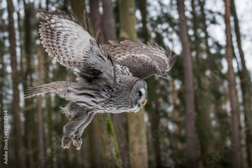 Czechia, Great grey owl, Strix nebulosa in forest photo