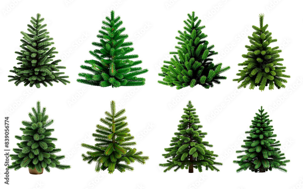 Obraz premium Fir tree collection. Isolated design element on the transparent background.