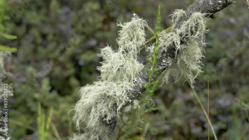 Static Narrow focal length of exotic plants in los paramos de el pedregal, mejia canton, province of pichincha, ecuador
