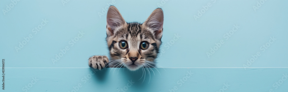 Photo, little kitten peeking out on light monochrome background, concept for veterinary, animal care, protection and help, banner for advertising with playful cheerful kitten, free space for text Photo, little kitten peeking out on light monochrome background, concept for veterinary, animal care, protection and help, banner for advertising with playful cheerful kitten, free space for text