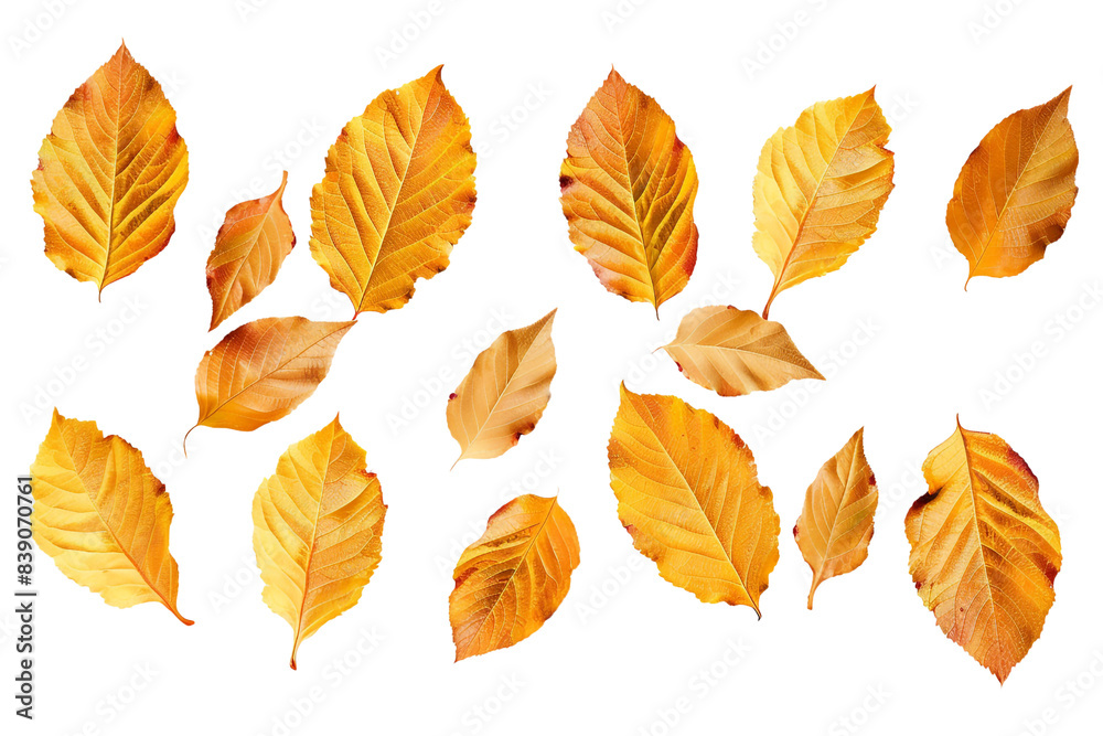 Obraz premium Golden autumn leaves isolated on transparent background