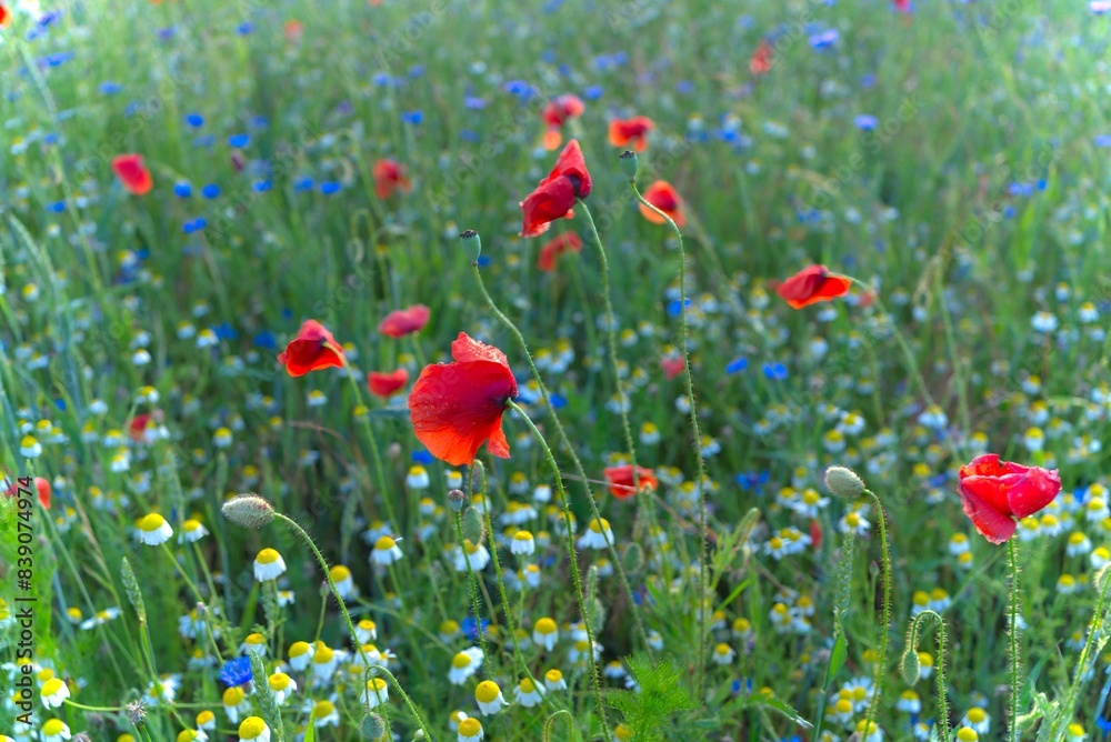 Naklejka premium Meadow with chamomiles and poppies.