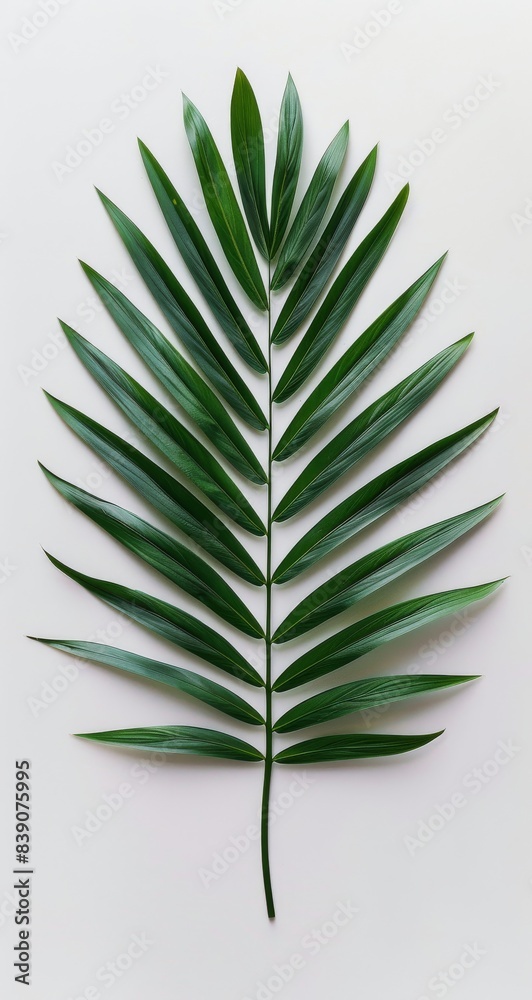 Single Green Palm Leaf Against White Background Single Green Palm Leaf Against White Background