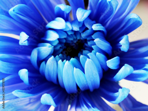 Blue chrysanthemum very close, blue flower