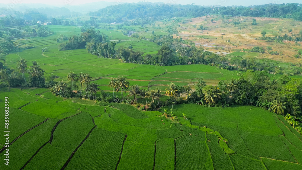 Fototapeta premium Aerial view of rice fields terrace. Drone view green rice fields plantation for agricultural concept. 