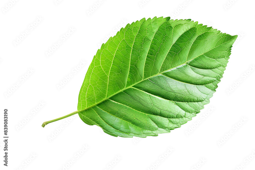 Green leaf with water drops isolated on transparent background Green leaf with water drops isolated on transparent background