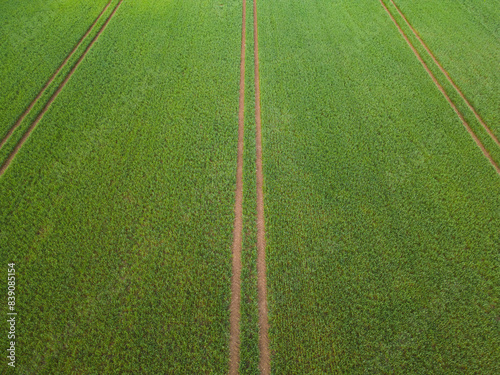 A green field with seven-foot tractor tracks, photo view from a drone on a summer day.