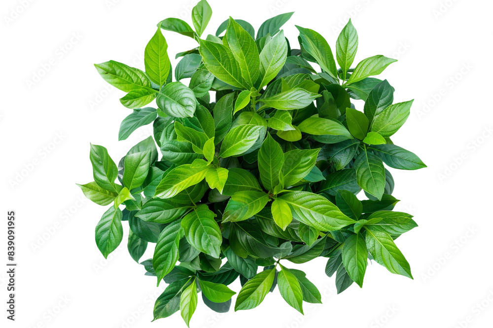 Fototapeta premium Green plant isolated on transparent background