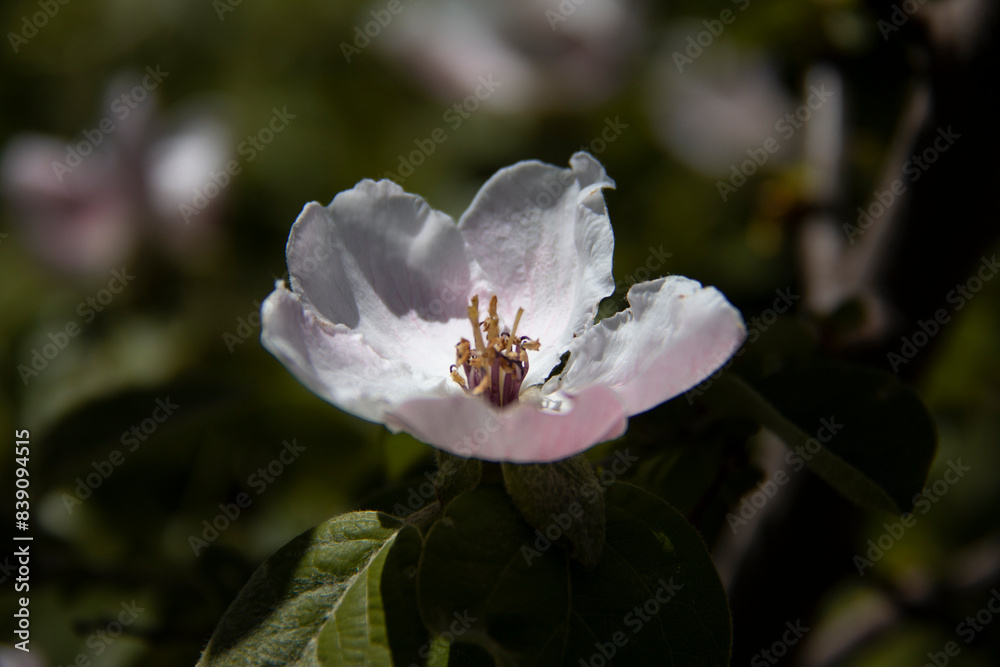 Obraz premium Malus Florentina blossom with five petals and white light in the beautiful nature of Kurdistan, Iran