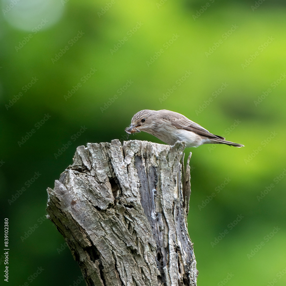 Spotted flycatcher (Muscicapa striata) with a prey. Small passerine bird at Isonzo river mouth nature reserve, Isola della Cona, Friuli Venezia Giulia, Italy. Copy space image. Spotted flycatcher (Muscicapa striata) with a prey. Small passerine bird at Isonzo river mouth nature reserve, Isola della Cona, Friuli Venezia Giulia, Italy. Copy space image.