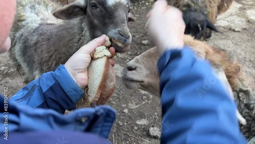 a man feeds fluffy sheep in the yard with bread