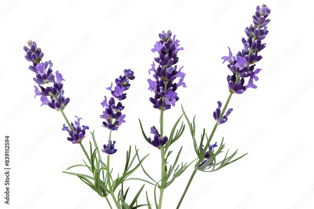 Lavender flowers isolated on transparent background Lavender flowers isolated on transparent background