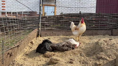 Black, red, white hens and a white rooster bathe in grain husks in their pen in the village