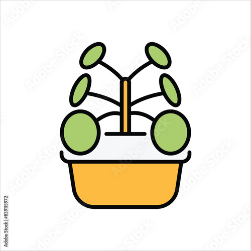 Chinese Money Plant vector icon