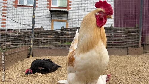 A beautiful white cock comes up to the camera and looks intently into it