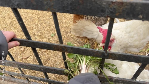 The child's hands are fed dandelion grass to chickens through the fence