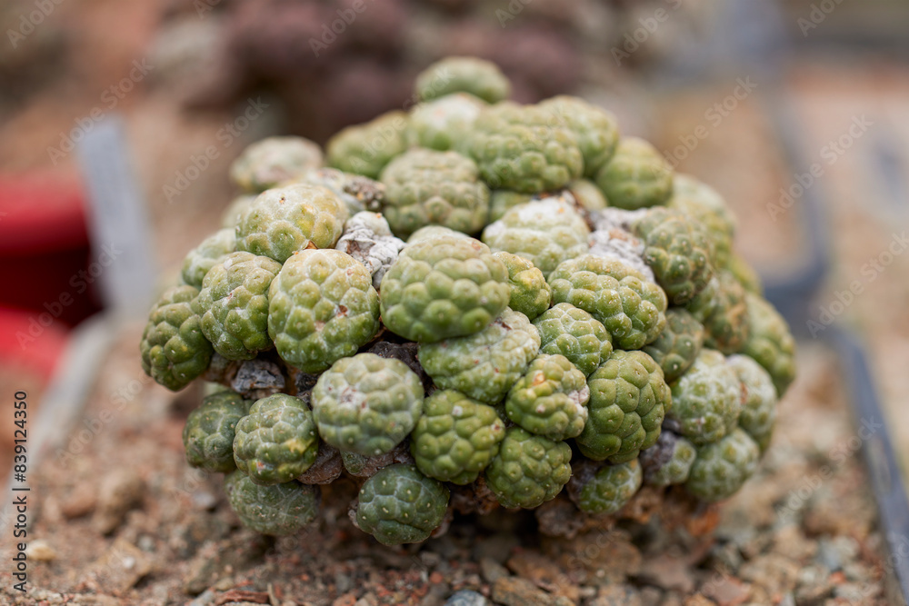 beautiful image with cactus of different species in a blurred background beautiful image with cactus of different species in a blurred background