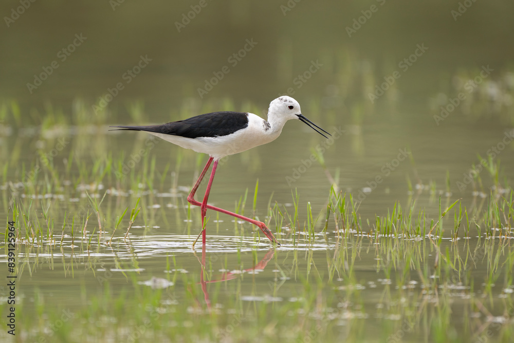 Black-winged stilt (Himantopus himantopus), very long-legged wader in the avocet and stilt family. Nature reserve of the Isonzo river mouth, Isola della Cona, Friuli Venezia Giulia, Italy. Black-winged stilt (Himantopus himantopus), very long-legged wader in the avocet and stilt family. Nature reserve of the Isonzo river mouth, Isola della Cona, Friuli Venezia Giulia, Italy.