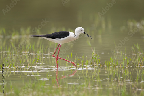 Black-winged stilt (Himantopus himantopus), very long-legged wader in the avocet and stilt family. Nature reserve of the Isonzo river mouth, Isola della Cona, Friuli Venezia Giulia, Italy. 