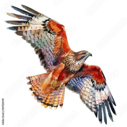 Watercolor Graphic of a hawk  isolated on a white background  hawk art  hawk clipart  hawk Graphic  drawing clipart  hawk vector  hawk painting.