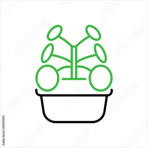 Chinese Money Plant vector icon