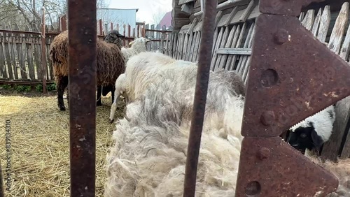 A white and brown sheep walks behind a fence with other fluffy sheep