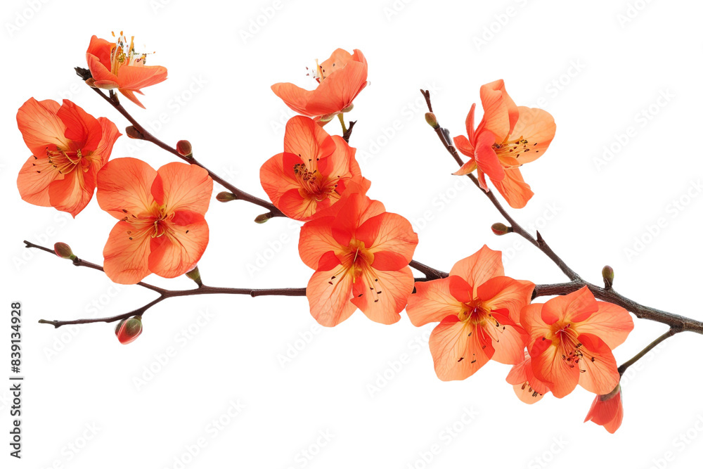 Orange flower isolated on transparent background Orange flower isolated on transparent background