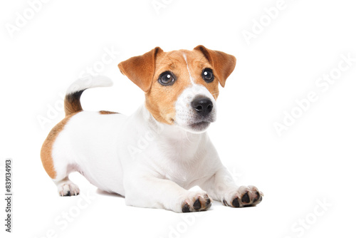 Cute Jack Russell Terrier puppy lying isolated on white background