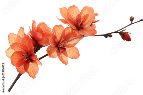 Orange flower isolated on transparent background #839134979