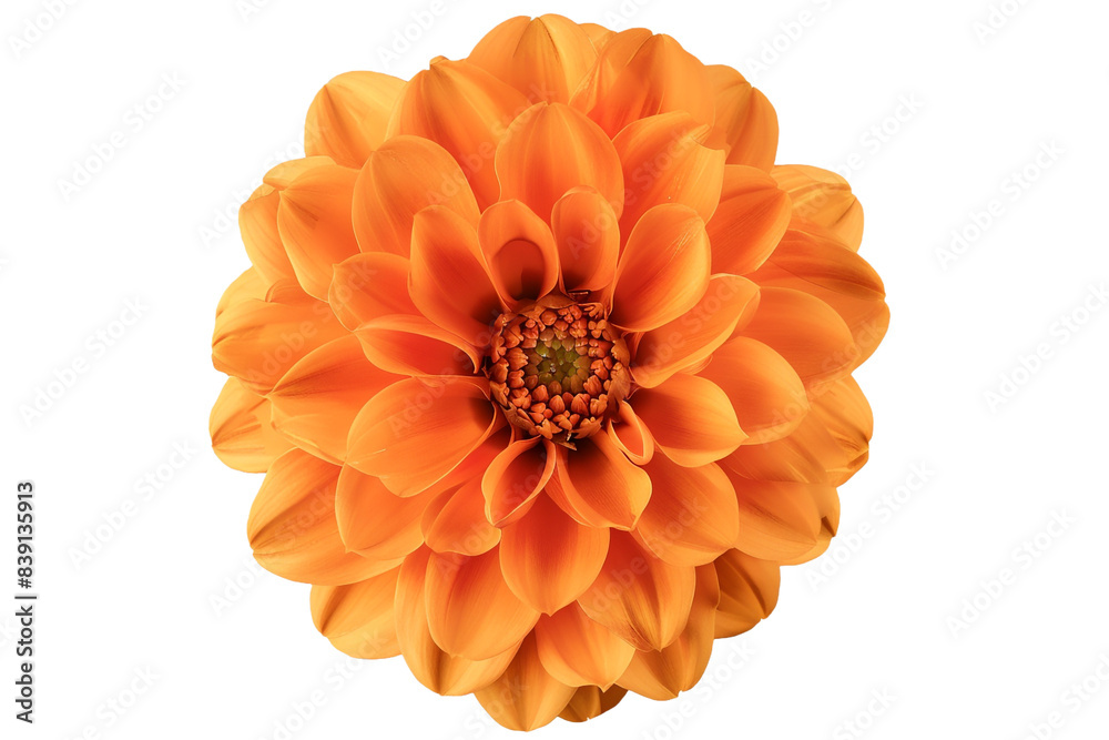 Orange flower isolated on transparent background Orange flower isolated on transparent background
