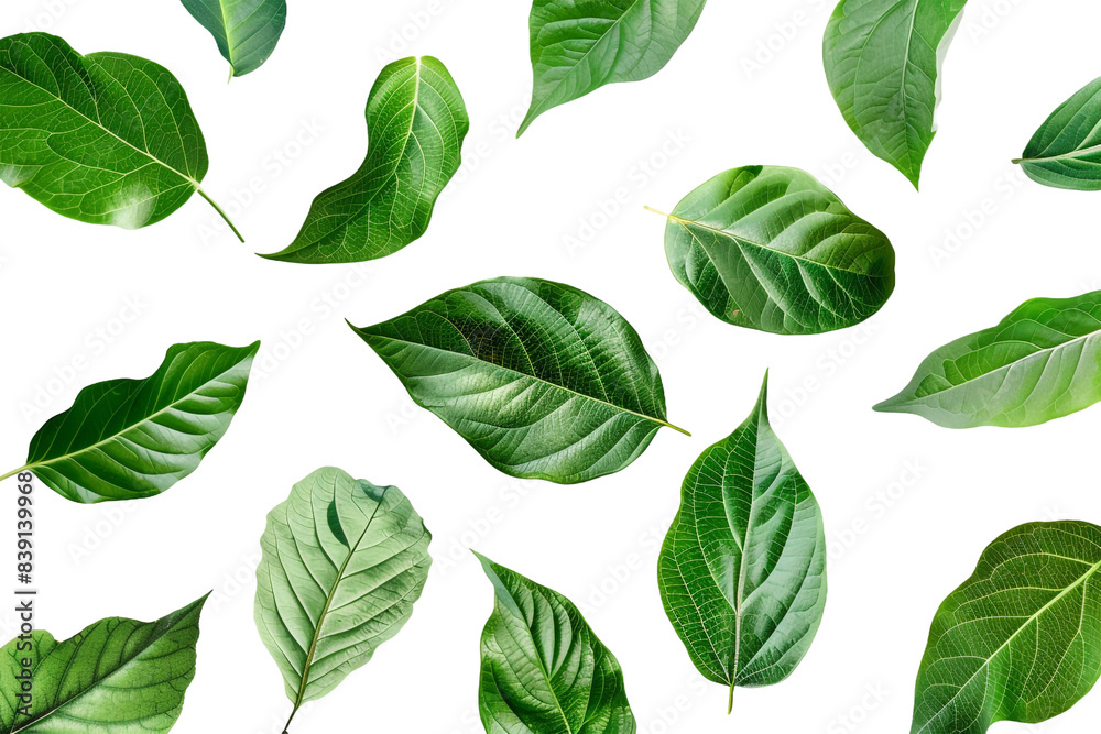 Leaves isolated on transparent background Leaves isolated on transparent background