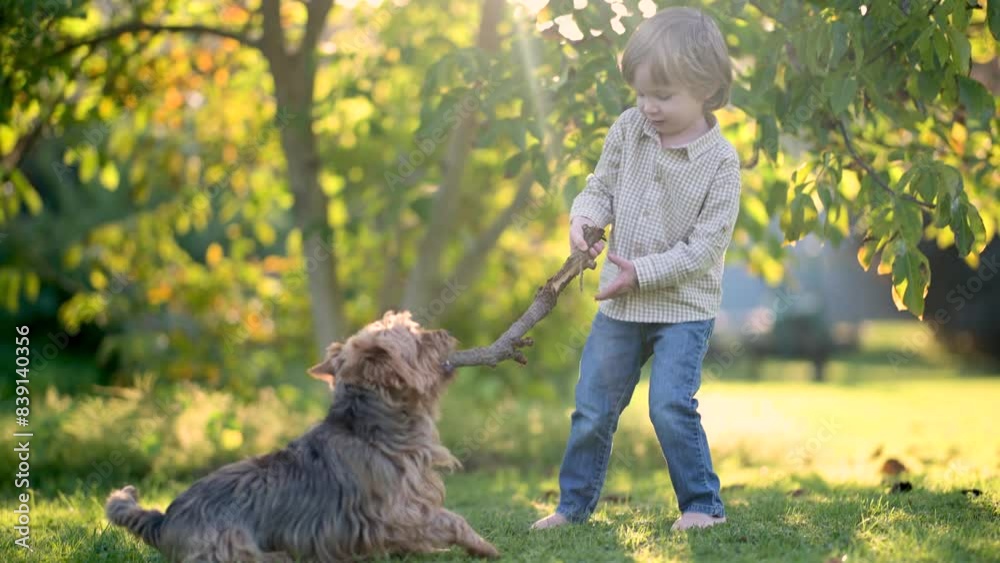 Funny cute little boy playing with pedigreed Australian terrier in sunny summer backyard or garden. Outdoor portrait of a boy with blue and sable tan purebred Australian terrier dog pet. Slow motion.