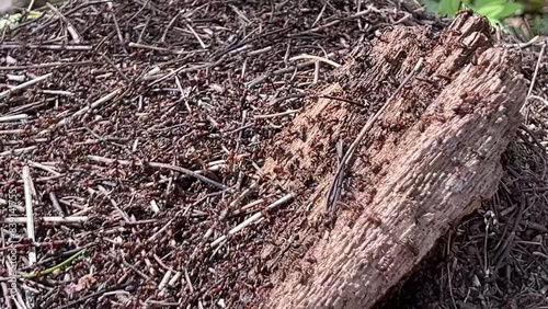 A large anthill with ants in the spring forest