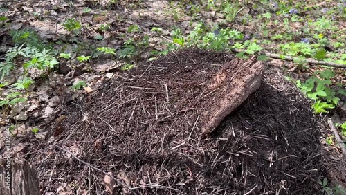 A large anthill with ants in the spring forest
