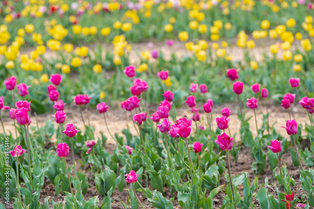 Beautiful pink and yellow tulips blooms on a flowering field in the springtime. Selective focus Beautiful pink and yellow tulips blooms on a flowering field in the springtime. Selective focus