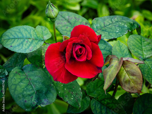 Red Velvet - red rose growing in a domestic garden (Southampton, England)