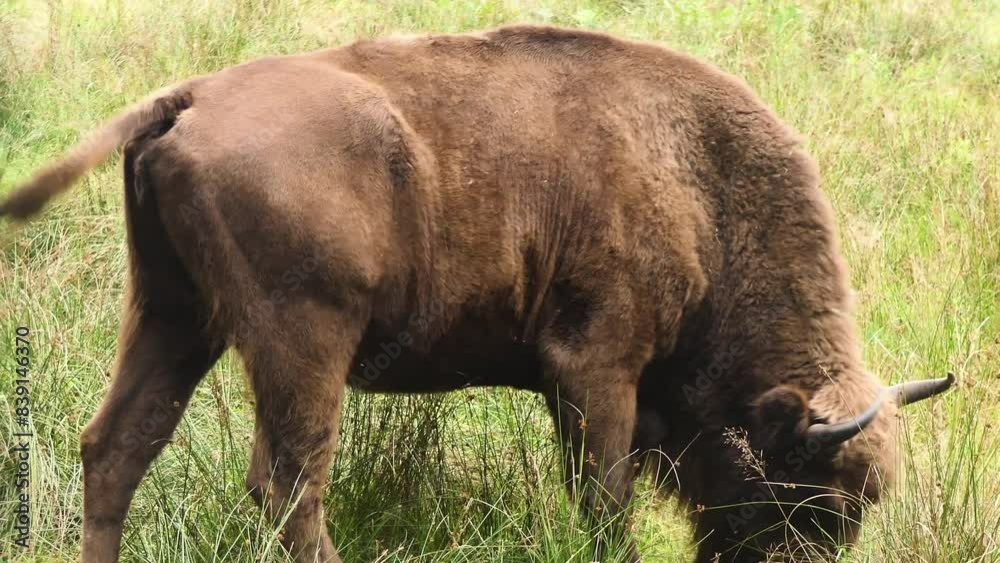 Bison bonasus or European wood bison, also known as wisent or zubr, or buffalo, is a European species of bison. European bison is heaviest wild land animal in Europe. Bison bonasus or European wood bison, also known as wisent or zubr, or buffalo, is a European species of bison. European bison is heaviest wild land animal in Europe.