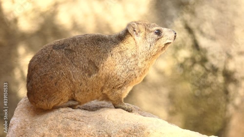 Rock hyrax (Procavia capensis)
