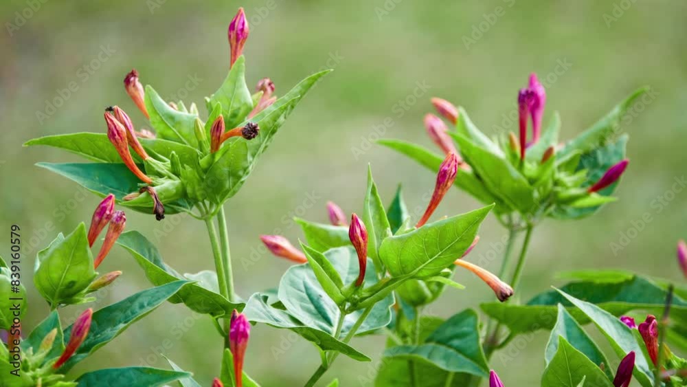 Mirabilis jalapa, marvel of Peru or four o'clock flower, is grown ornamental species of Mirabilis plant. Mirabilis in Latin means wonderful and Jalapa or Xalapa is state capital of Veracruz in Mexico Mirabilis jalapa, marvel of Peru or four o'clock flower, is grown ornamental species of Mirabilis plant. Mirabilis in Latin means wonderful and Jalapa or Xalapa is state capital of Veracruz in Mexico