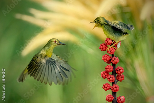 Foto Sun-bird (Nectarinia jugularis) female feeding new born chicks on branch