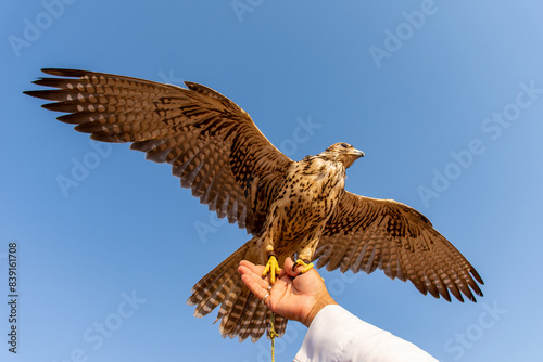 Red-tailed hawk against blue sky in Dubai, UAE.
