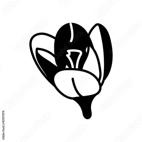Crocus Glyph Icon, Vector illustration