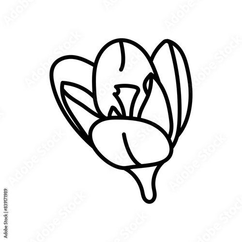 Crocus Outline Icon, Vector illustration
