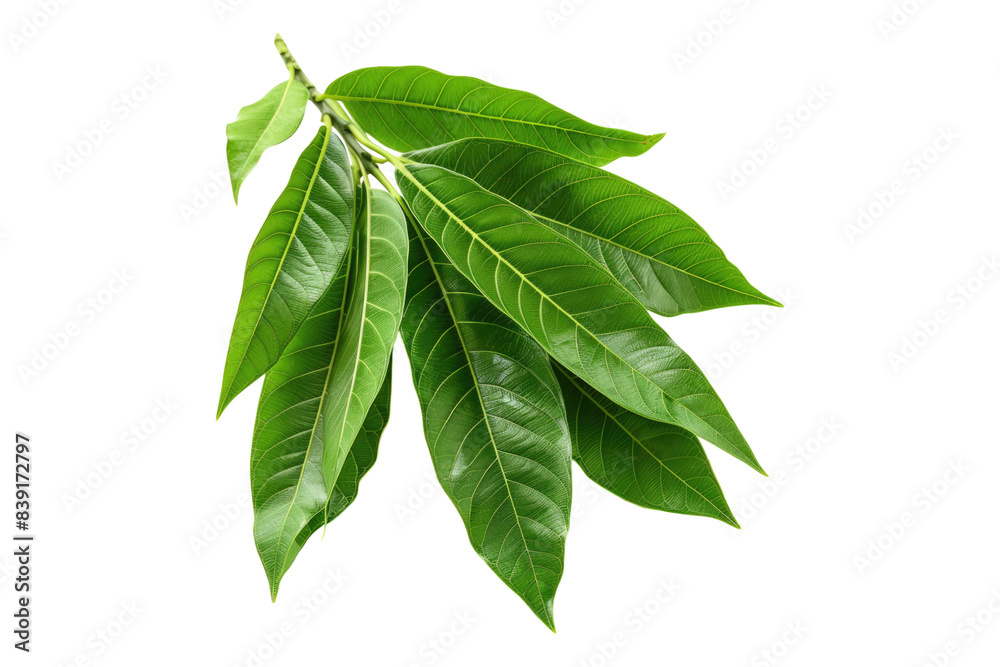 Fototapeta premium Mango leaves isolated on white background