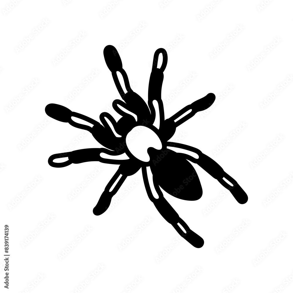 Tarantula Glyph Icon, Vector illustration Tarantula Glyph Icon, Vector illustration