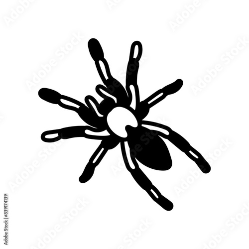 Tarantula Glyph Icon, Vector illustration