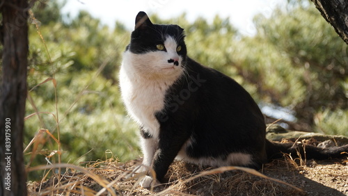 black and white cat